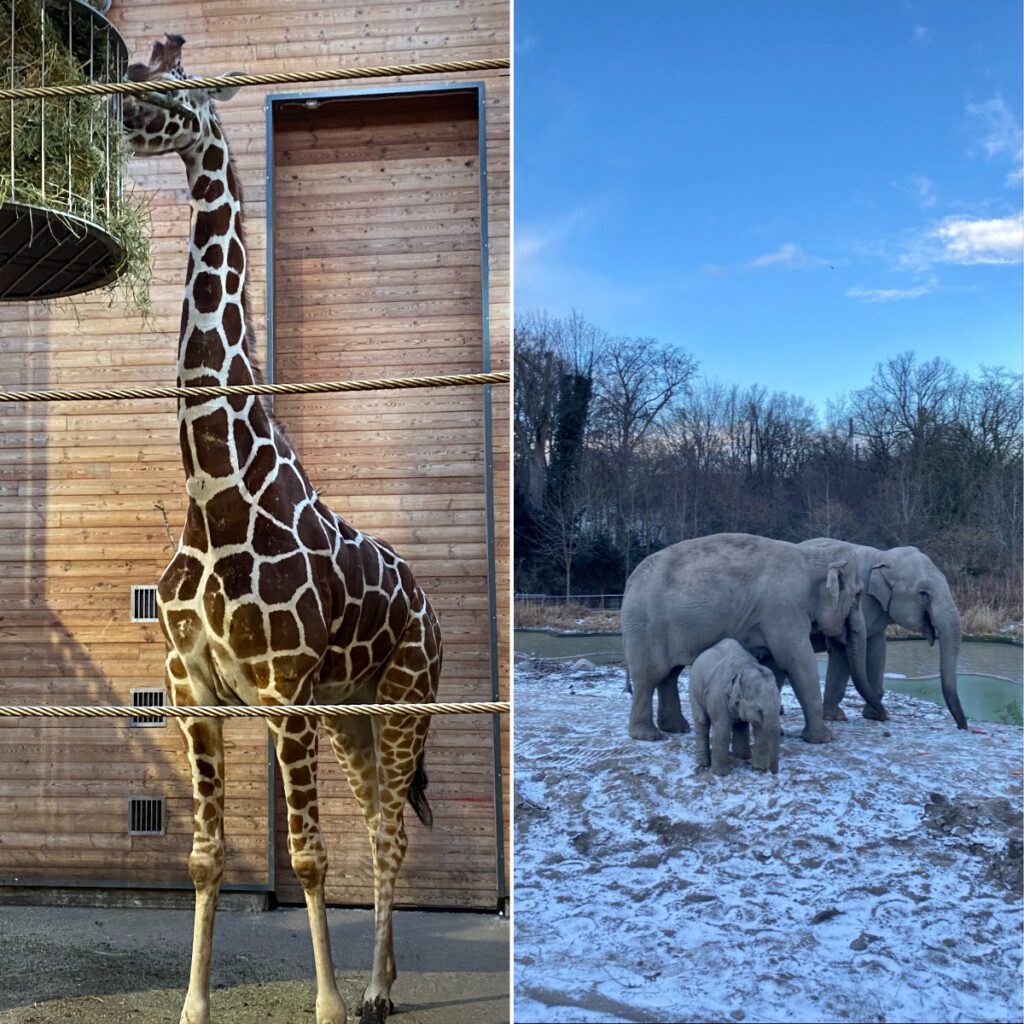 丹麥哥本哈根動物園
