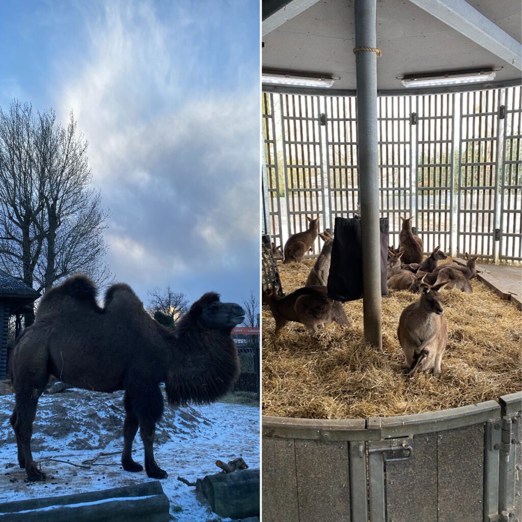 丹麥哥本哈根動物園