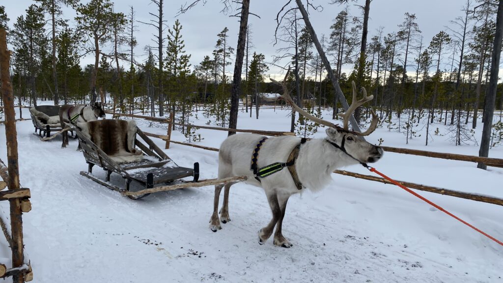芬蘭拉普蘭區羅瓦涅米馴鹿雪橇 Reindeer Sleigh Ride